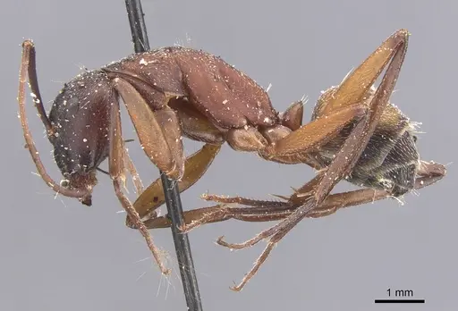 Camponotus cruentatus specimen CASENT0911764 image casent0911764_3