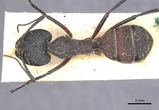 Camponotus cruentatus specimen CASENT0911765 image casent0911765_1
