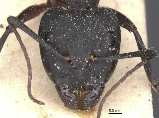 Camponotus cruentatus specimen CASENT0911765 image casent0911765_2