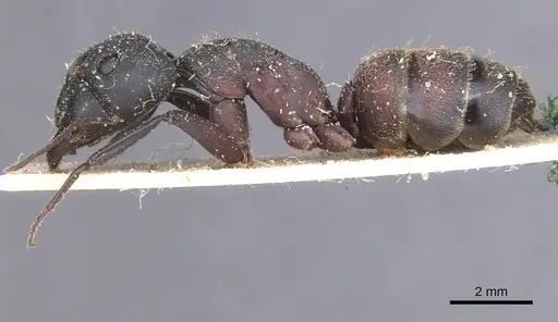 Camponotus cruentatus specimen CASENT0911765 image casent0911765_3