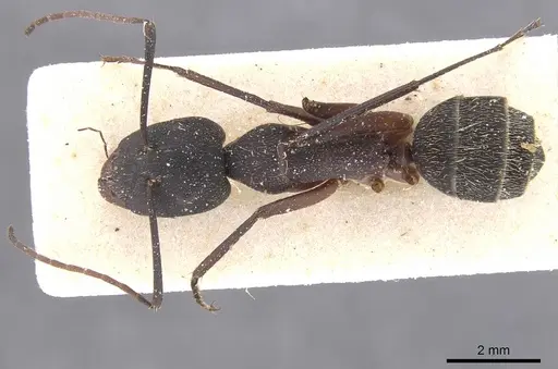 Camponotus cruentatus specimen CASENT0911766 image casent0911766_1