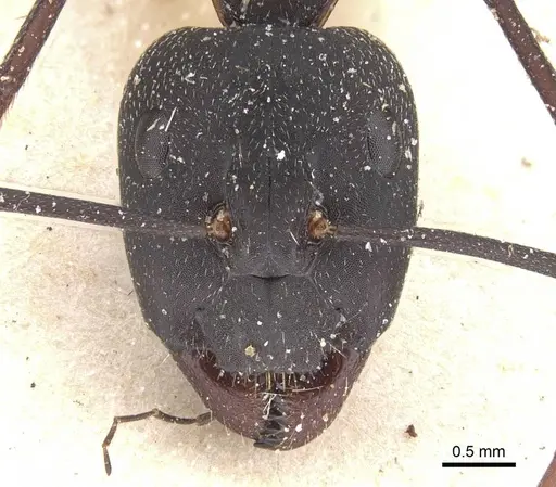 Camponotus cruentatus specimen CASENT0911766 image casent0911766_2
