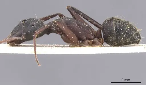 Camponotus cruentatus specimen CASENT0911766 image casent0911766_3