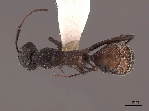 Camponotus cruentatus specimen FMNHINS0000045747 image fmnhins0000045747_1