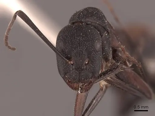 Camponotus cruentatus specimen FMNHINS0000045747 image fmnhins0000045747_2