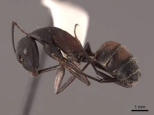 Camponotus cruentatus specimen FMNHINS0000045747 image fmnhins0000045747_3