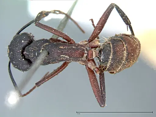 Camponotus cruentatus specimen FOCOL0098 image focol0098_1