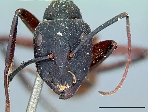Camponotus cruentatus specimen FOCOL0098 image focol0098_2