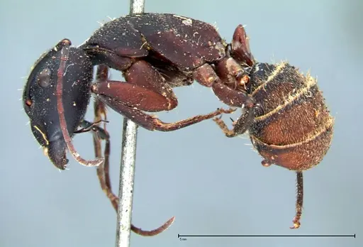 Camponotus cruentatus specimen FOCOL0098 image focol0098_3