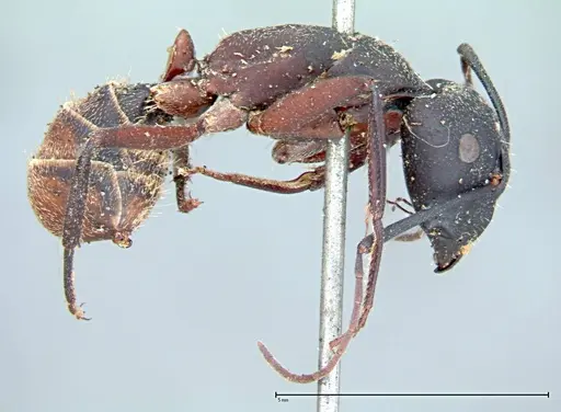 Camponotus cruentatus specimen FOCOL0098 image focol0098_4