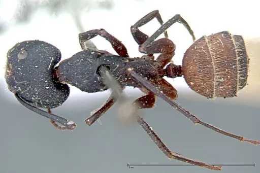 Camponotus cruentatus specimen FOCOL0099 image focol0099_1