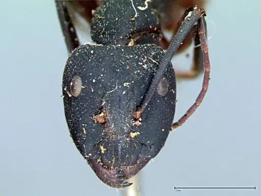 Camponotus cruentatus specimen FOCOL0099 image focol0099_2