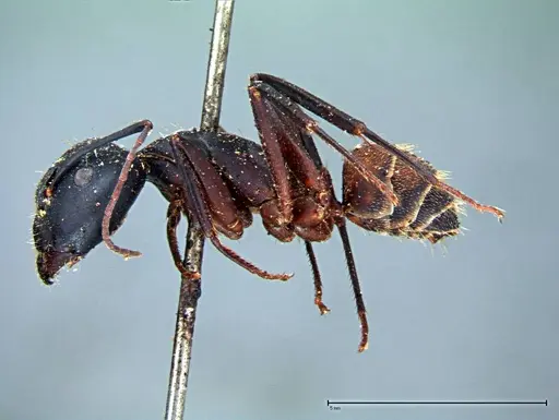 Camponotus cruentatus specimen FOCOL0099 image focol0099_3