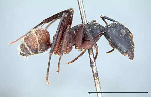 Camponotus cruentatus specimen FOCOL0099 image focol0099_4