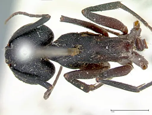 Camponotus cruentatus specimen FOCOL0100 image focol0100_1