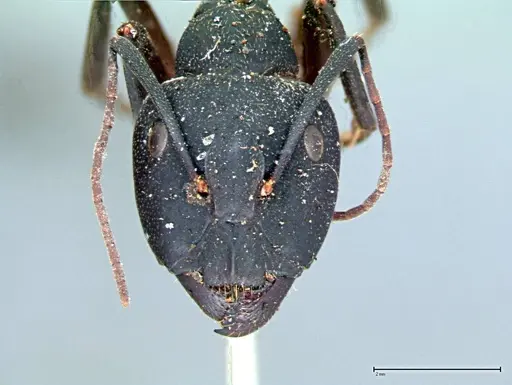 Camponotus cruentatus specimen FOCOL0100 image focol0100_2