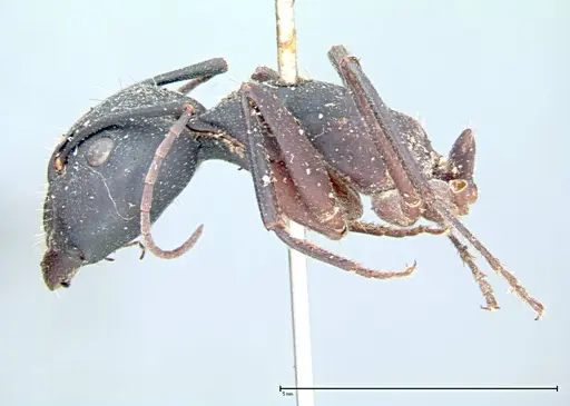 Camponotus cruentatus specimen FOCOL0100 image focol0100_3