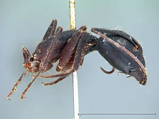 Camponotus cruentatus specimen FOCOL0100 image focol0100_4