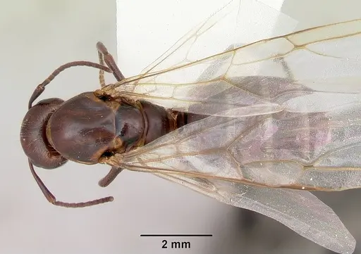 Camponotus cuauhtemoc specimen CASENT0103415 image casent0103415_1