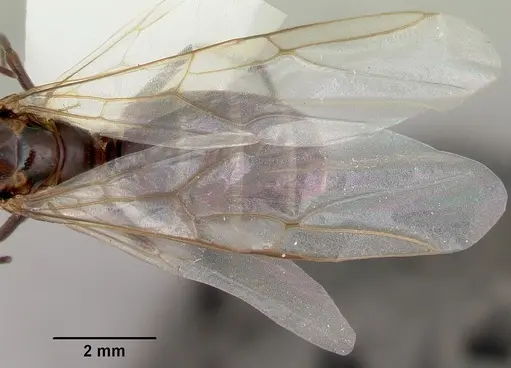 Camponotus cuauhtemoc specimen CASENT0103415 image casent0103415_2