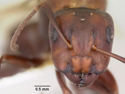 Camponotus cuauhtemoc specimen CASENT0103415 image casent0103415_3