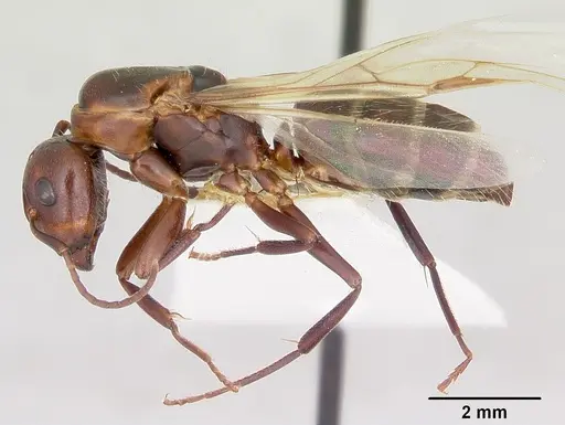 Camponotus cuauhtemoc specimen CASENT0103415 image casent0103415_4