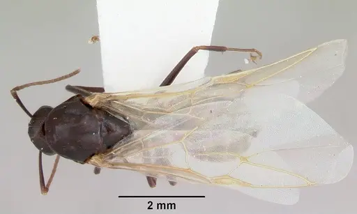 Camponotus cuauhtemoc specimen CASENT0103416 image casent0103416_1