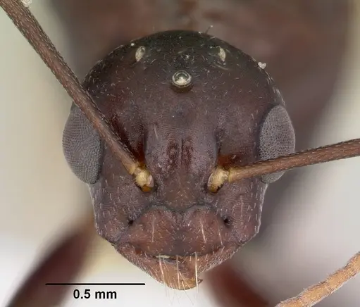 Camponotus cuauhtemoc specimen CASENT0103416 image casent0103416_2
