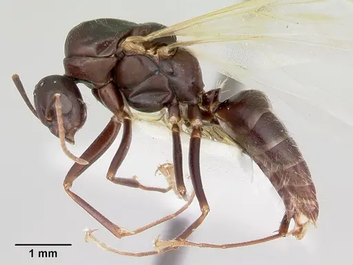 Camponotus cuauhtemoc specimen CASENT0103416 image casent0103416_3