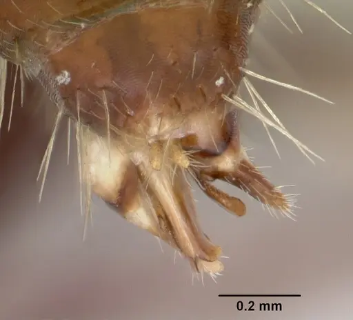 Camponotus cuauhtemoc specimen CASENT0103416 image casent0103416_4