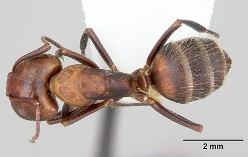Camponotus cuauhtemoc specimen CASENT0103417 image casent0103417_1