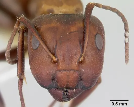 Camponotus cuauhtemoc specimen CASENT0103417 image casent0103417_2