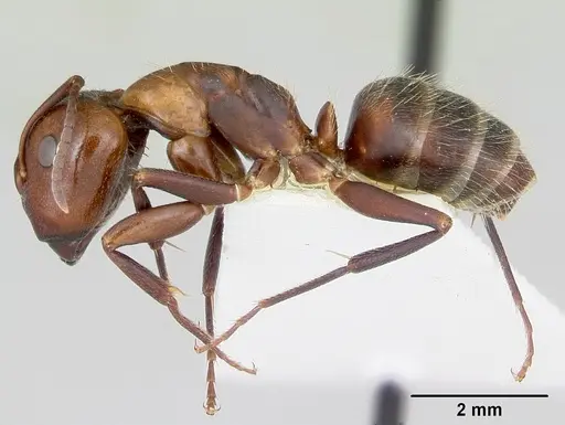 Camponotus cuauhtemoc specimen CASENT0103417 image casent0103417_3