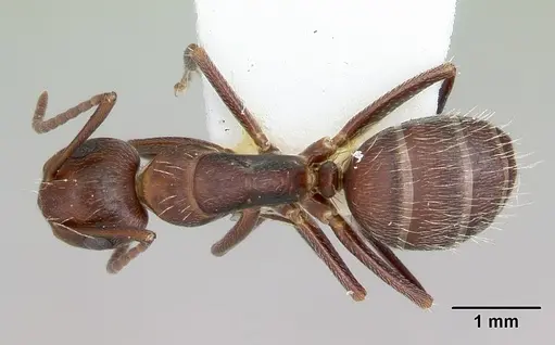 Camponotus cuauhtemoc specimen CASENT0103418 image casent0103418_1