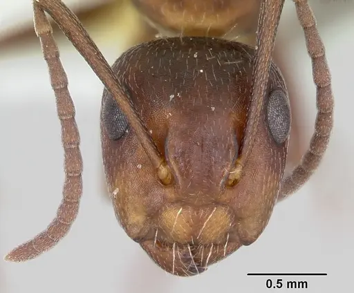 Camponotus cuauhtemoc specimen CASENT0103418 image casent0103418_2