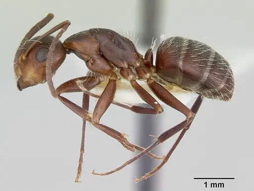 Camponotus cuauhtemoc specimen CASENT0103418 image casent0103418_3
