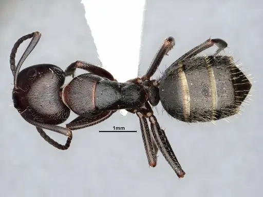 Camponotus cuauhtemoc specimen CASENT4031318 image casent4031318_1
