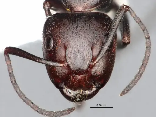 Camponotus cuauhtemoc specimen CASENT4031318 image casent4031318_2