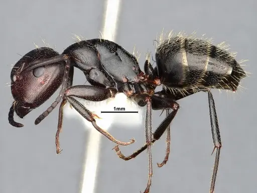Camponotus cuauhtemoc specimen CASENT4031318 image casent4031318_3