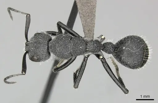 Camponotus cubangensis specimen CASENT0235832 image casent0235832_1