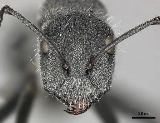 Camponotus cubangensis specimen CASENT0235832 image casent0235832_2
