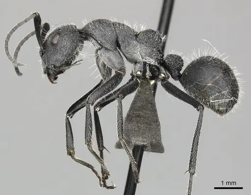 Camponotus cubangensis specimen CASENT0235832 image casent0235832_3