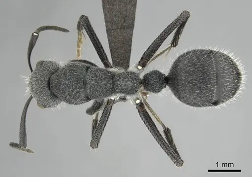 Camponotus cubangensis specimen CASENT0251361 image casent0251361_1