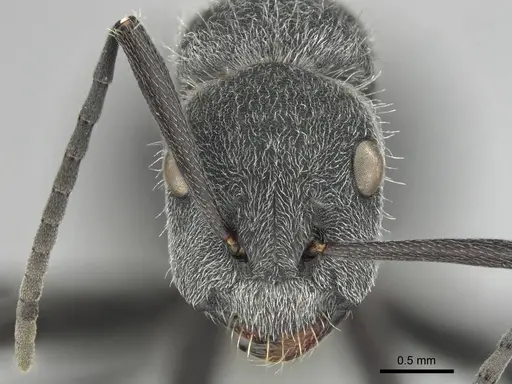 Camponotus cubangensis specimen CASENT0251361 image casent0251361_2
