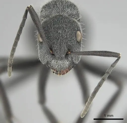 Camponotus cubangensis specimen CASENT0251361 image casent0251361_3