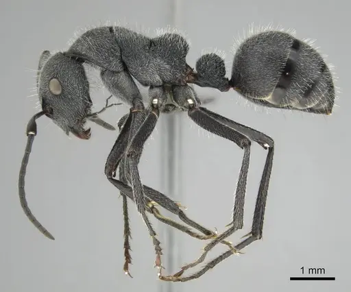 Camponotus cubangensis specimen CASENT0251361 image casent0251361_4