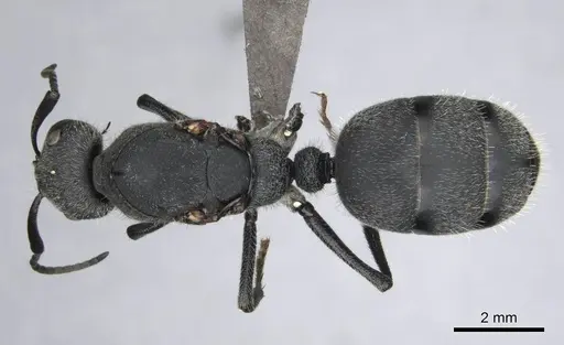 Camponotus cubangensis specimen CASENT0251370 image casent0251370_1