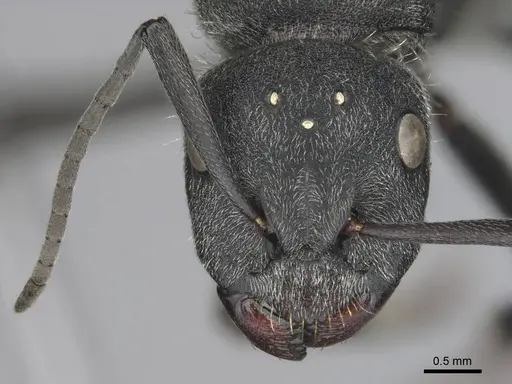 Camponotus cubangensis specimen CASENT0251370 image casent0251370_2