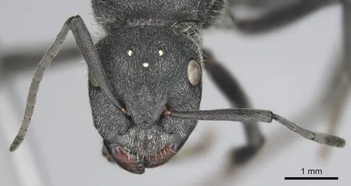 Camponotus cubangensis specimen CASENT0251370 image casent0251370_3