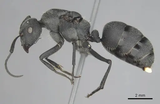 Camponotus cubangensis specimen CASENT0251370 image casent0251370_4